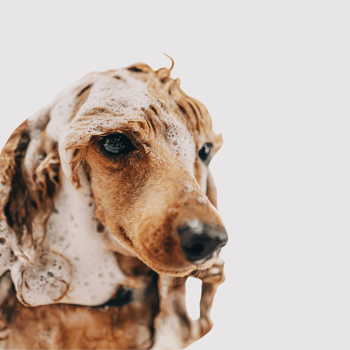 CLEAN CARE - Doggylo