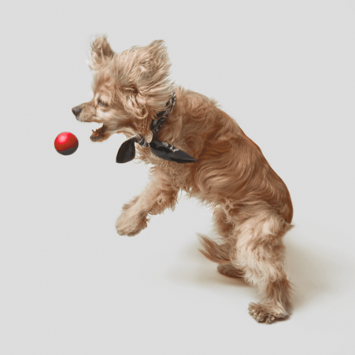 PLAY BALLS - Doggylo